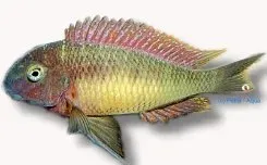 Näsets Ciklidhobby Tropheus moorii ciklid red rainbow 3,5–4 cm