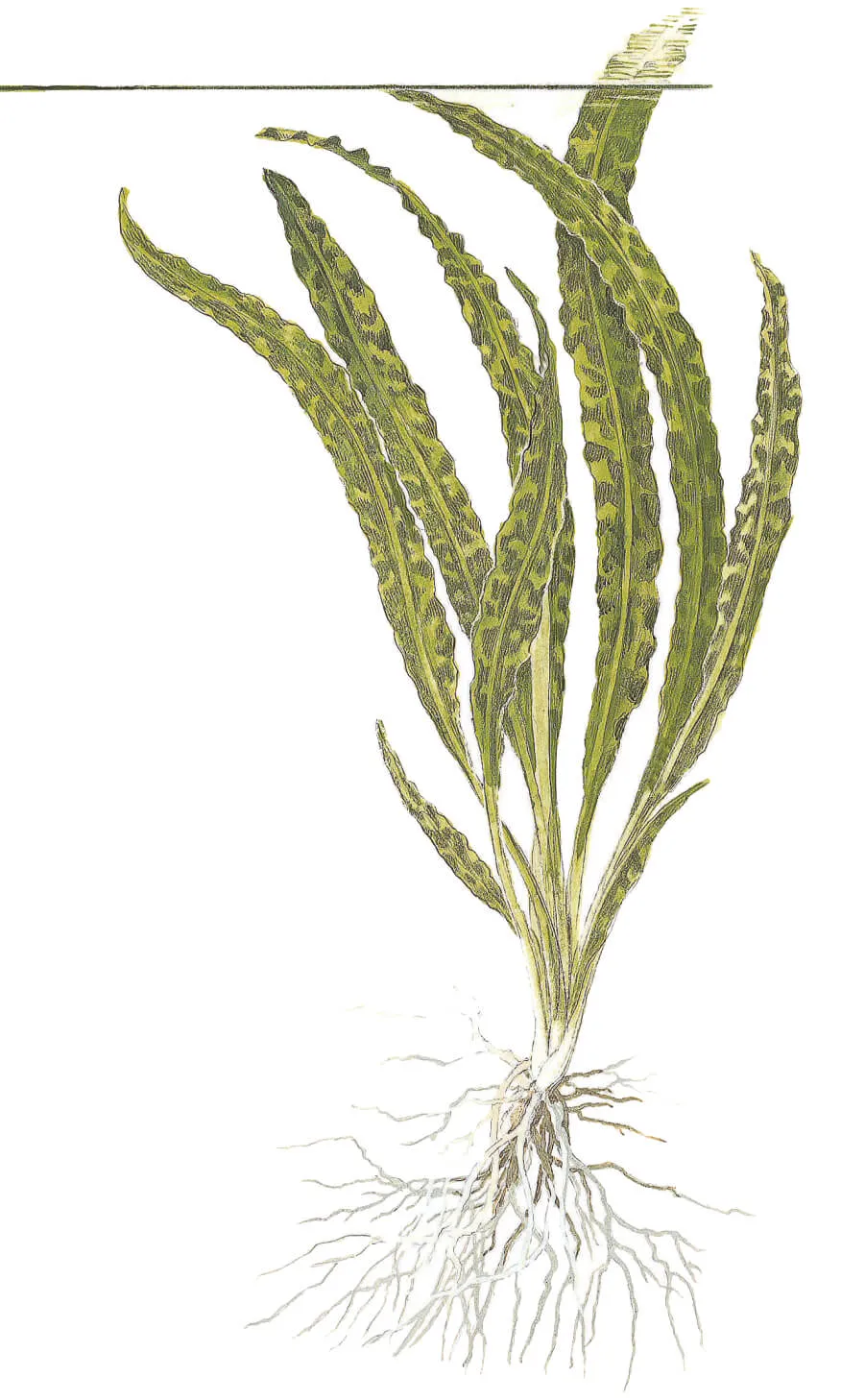 Akvarievalvet Cryptocoryne crispatula akvarieväxt bakgrund