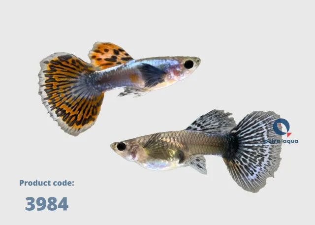 Näsets Poecilia platinum red mozaik guppy par 2–3 cm
