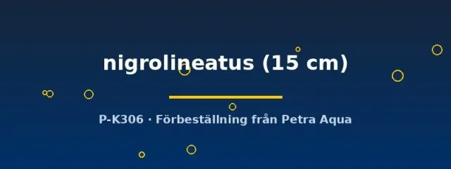 Panaque nigrolineatus L330 sugmal 15 cm vedätare