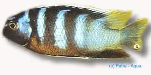 Näsets Ciklidhobby Pseudotropheus microstoma ciklid 7–9 cm