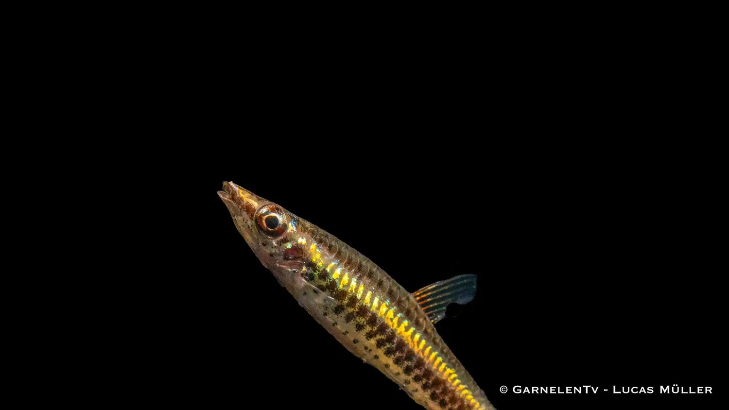 Nannostomus unifasciatus blyertsfisk snedsimare stim