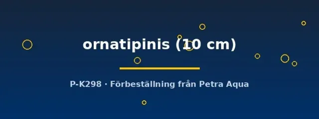 Näsets Ciklidhobby Channa ornatipinis fisk 10 cm