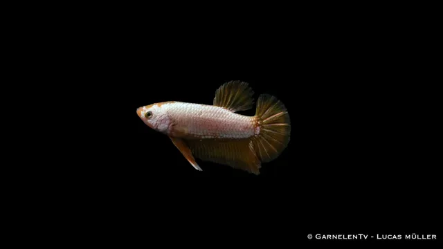 Garnelen TV kampfisk Yellow Dragon Plakat Betta hane gul