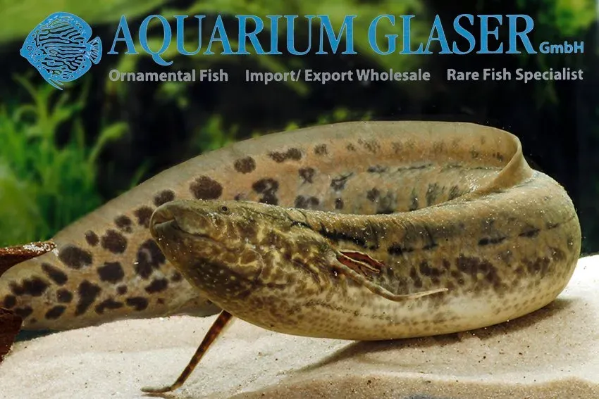 Näsets Ciklidhobby African lungfish akvariefisk 20-25 cm rovfisk
