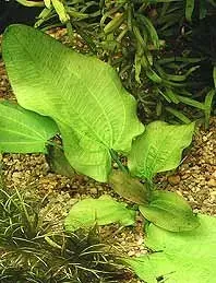Näsets Ciklidhobby Echinodorus Rubromaculatus akvarieväxt pot