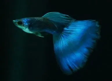 Guppy Moskva Blå Moscow Blue akvariefisk par 3–3,5 cm