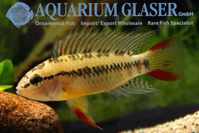 Näsets Ciklidhobby Apisto. macmasteri GOLD akvariefisk lg