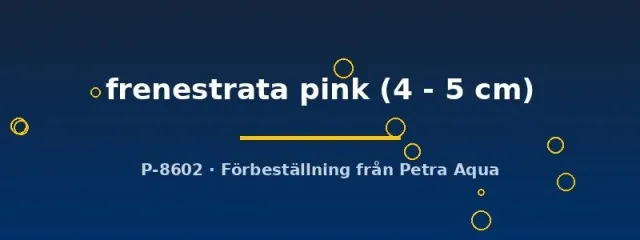 Näsets Ciklidhobby Vieja frenestrata pink akvariefisk 4–5 cm rosa