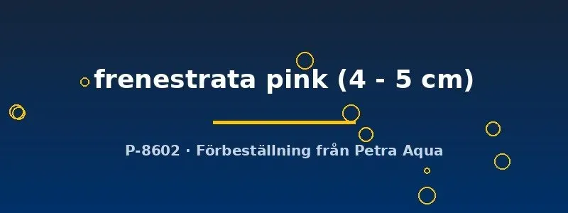 Näsets Ciklidhobby Vieja frenestrata pink akvariefisk 4–5 cm rosa