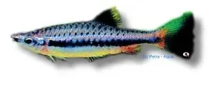 Nannostomus nitidus pennfisk XL stim
