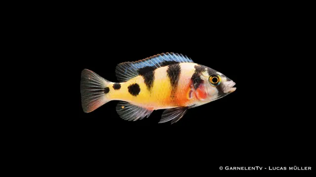Garnelen TV zebra Viktoriaciklid Haplochromis zebra akvariefisk