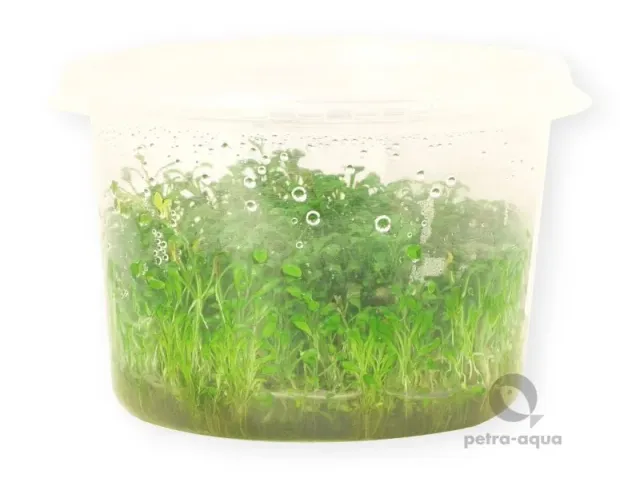 Näsets Ciklidhobby Glossostigma elatinoides marktäckare 10 cm kruka