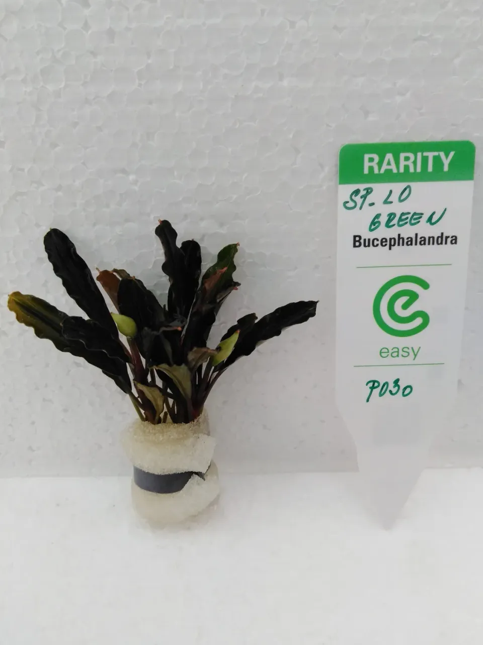 Näsets Ciklidhobby Bucephalandra sp. lo green Easy8 växt