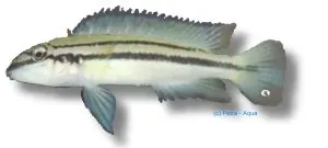 Näsets Chalinochromis bifrenatus ciklid akvariefisk 4–5 cm