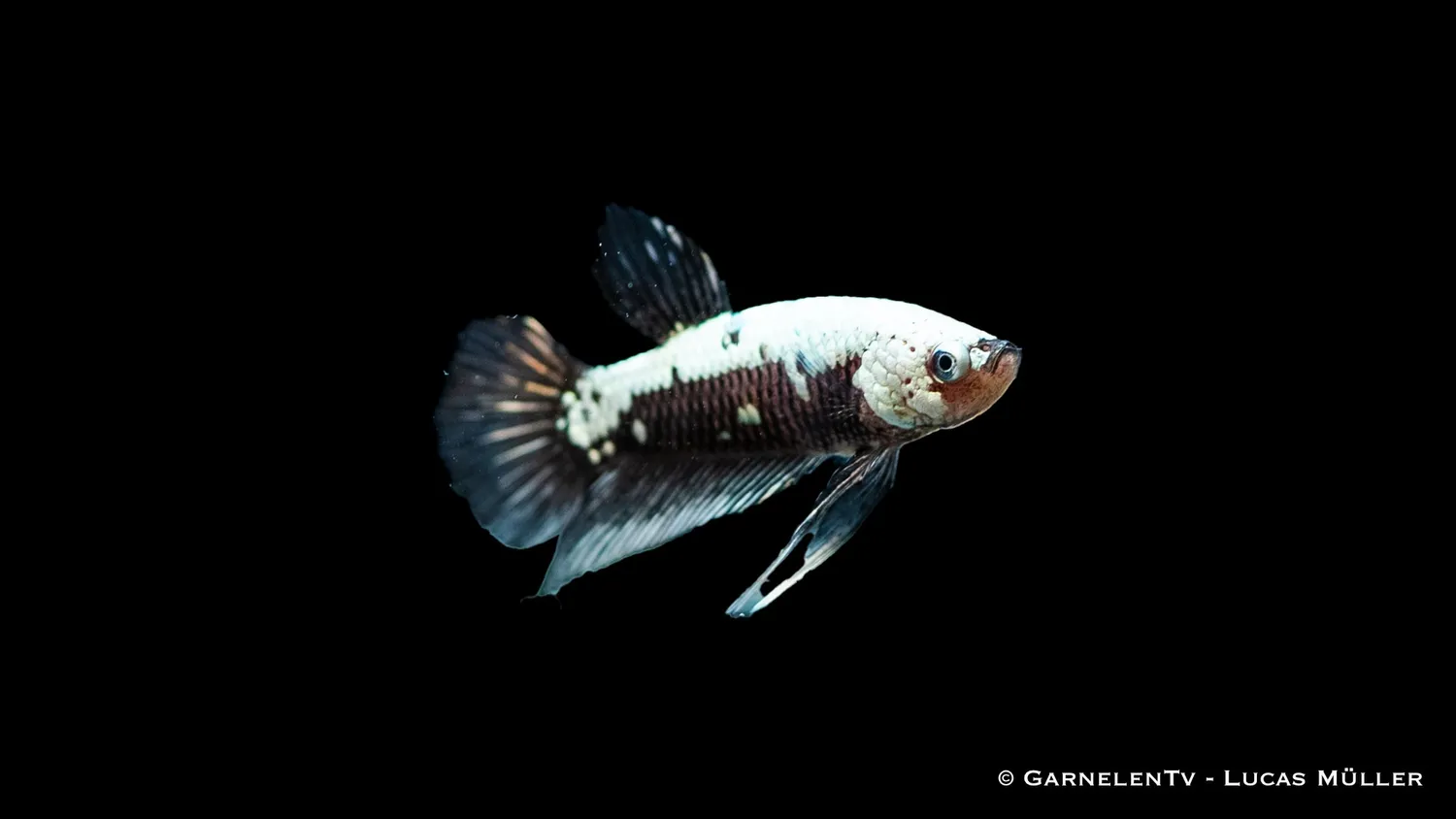 Garnelen TV Betta Black Samurai Plakat kampfisk hane