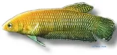 Näsets Ciklidhobby Betta bellica Slim Betta akvariefisk XL vild
