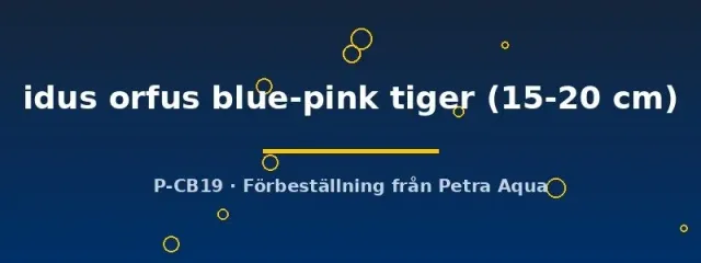 Näsets Ciklidhobby Orfe blue-pink tiger akvariefisk 15–20 cm damm