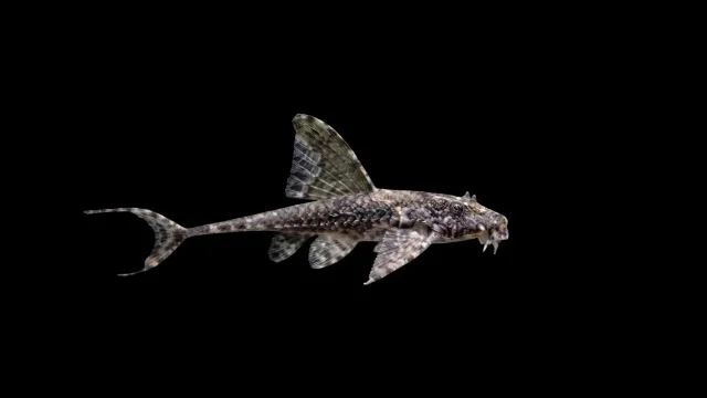 Garnelen TV Hexenwels Loricaria filamentosa mal 12–18 cm