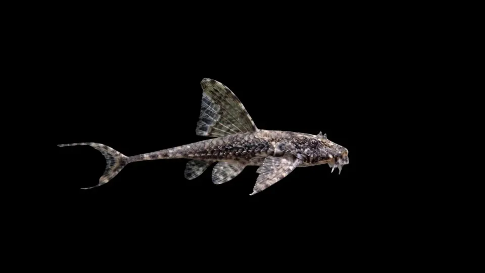 Garnelen TV Hexenwels Loricaria filamentosa mal 12–18 cm