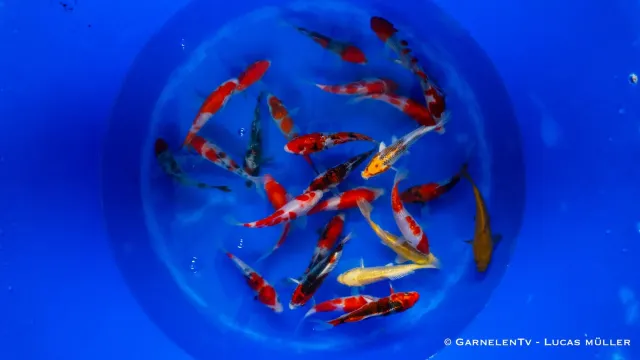 Garnelen TV Japan Koi Suda dammfisk 15-17 cm