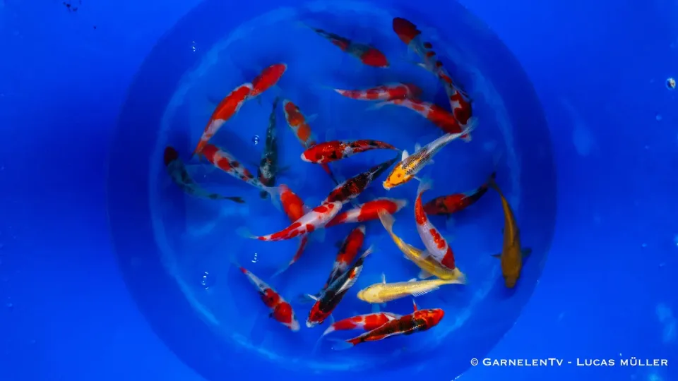 Garnelen TV Japan Koi Suda dammfisk 15-17 cm