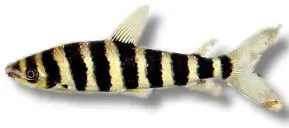 Näsets Ciklidhobby Leporinus affinis akvariefisk 8–10 cm randig