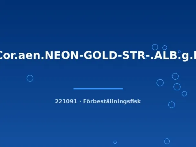 Näsets Ciklidhobby Neon Gold Stripe Albino pansarmal sm