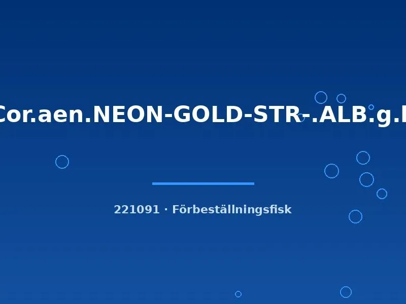 Näsets Ciklidhobby Neon Gold Stripe Albino pansarmal sm