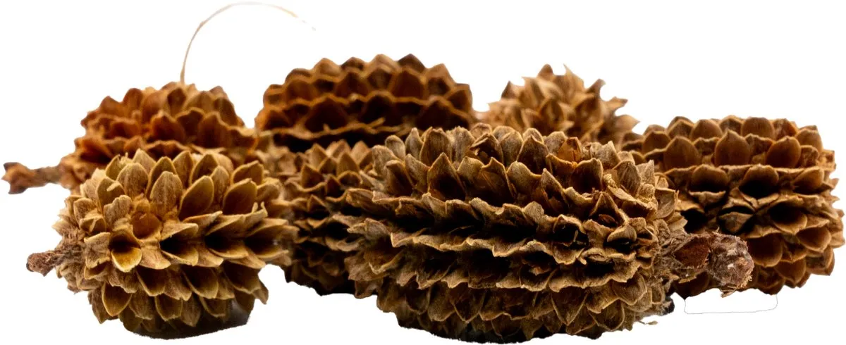 Garnelen TV Premium Casuarina Cones kottar 30 g