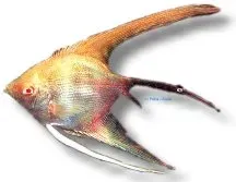 Pterophyllum scalare albino diamond akvariefisk XL 6–7 cm