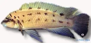 Näsets Ciklidhobby Chalinochromis ndobhoi ciklid XL