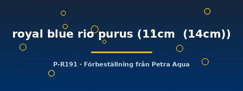 Näsets Ciklidhobby Discus Royal Blue Rio Purus diskus 11–14 cm