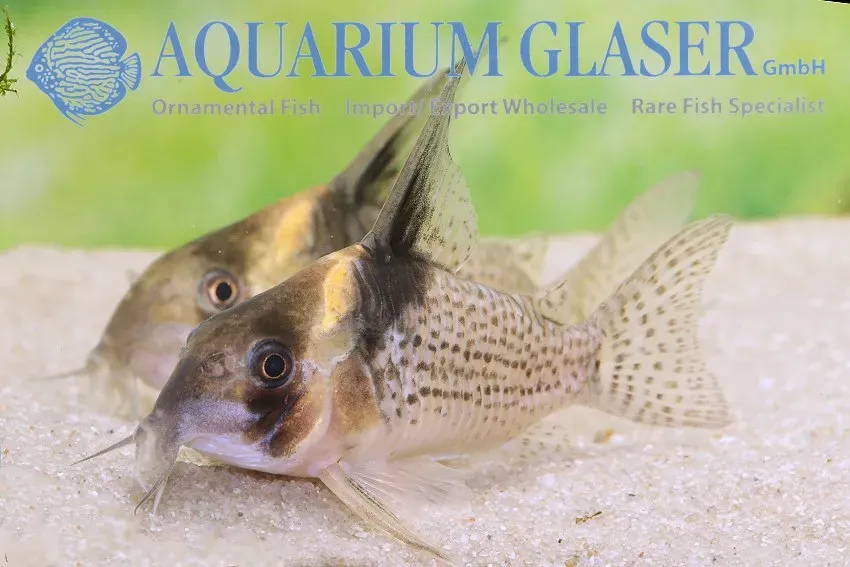 Näsets Ciklidhobby Corydoras brevirostris mal md-lg
