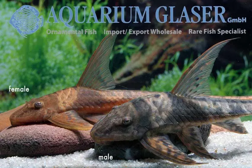 Näsets Ciklidhobby Lamontichthys llanero akvariefisk 8–10 cm algätare