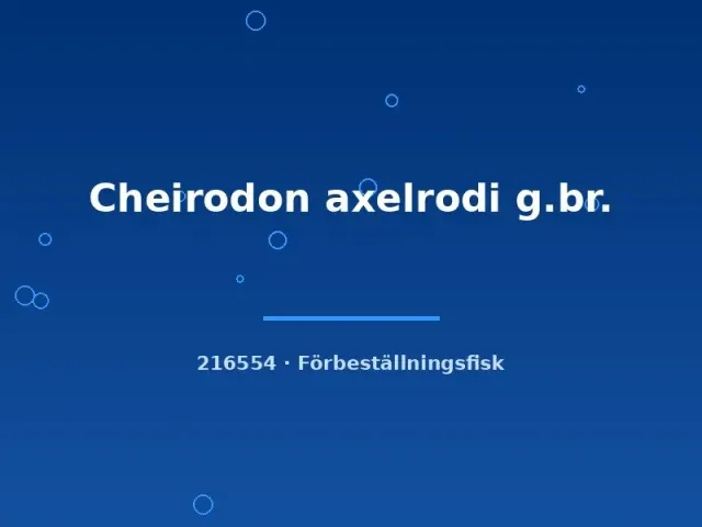 Näsets Ciklidhobby Cheirodon axelrodi akvariefisk lg–xlg