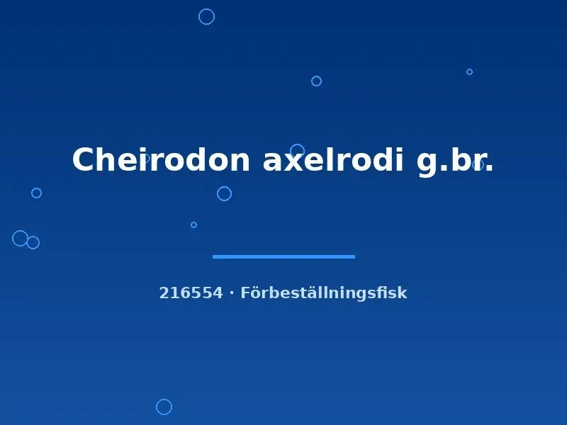 Näsets Ciklidhobby Cheirodon axelrodi akvariefisk lg–xlg