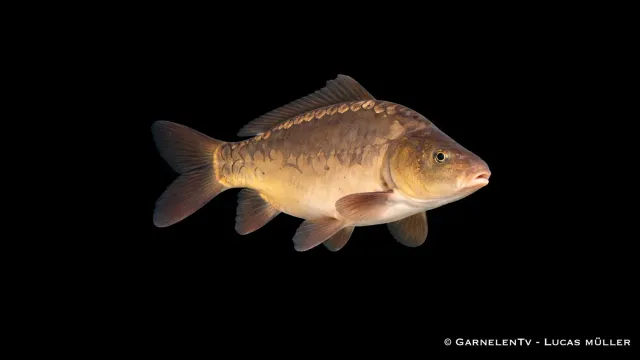 Garnelen TV Spegelkarp dammfisk 10-15 cm stor