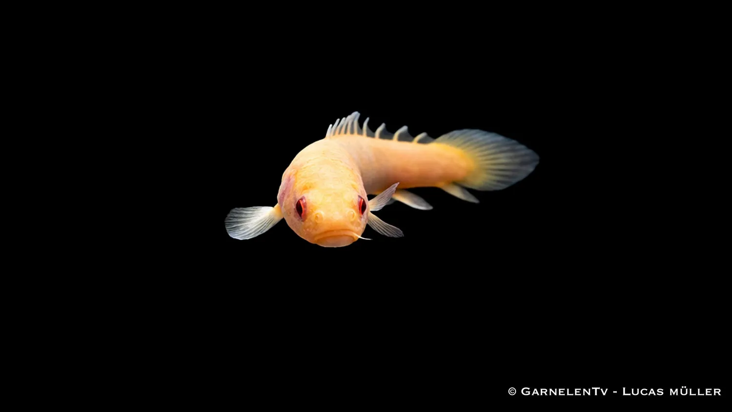 Garnelen TV Senegal fengädda albino akvariefisk