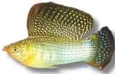 Näsets Ciklidhobby Sail-Fin Molly Green Poecilia velifera par 5–6 cm