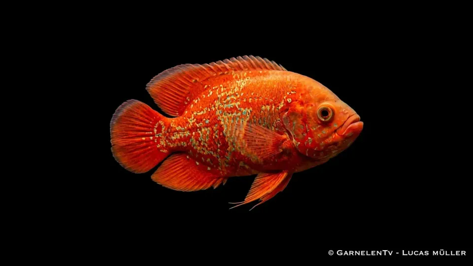 Garnelen TV Chilli Oskar 10-12 cm akvariefisk röd storfisk