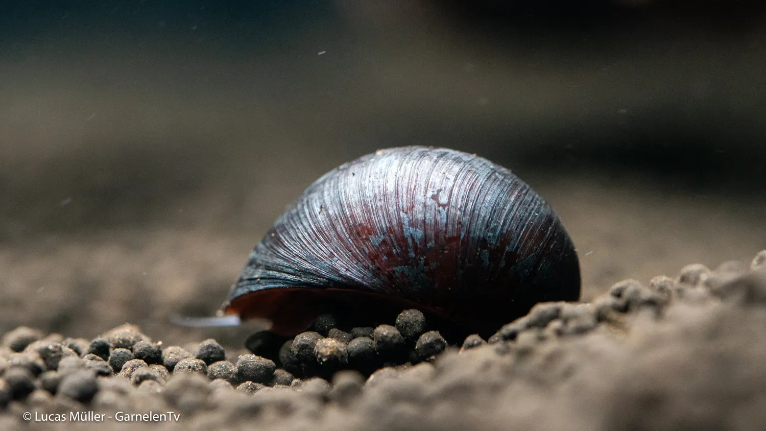 Garnelen TV Neritina pulligera snäcka antracit algätare