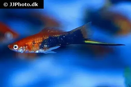 Näsets Ciklidhobby Tuxedo Red svärdbärare 4 cm röd