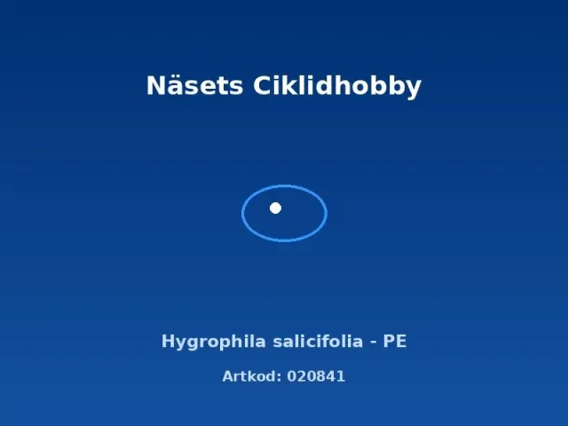 Näsets Ciklidhobby Hygrophila salicifolia PE akvarieväxt