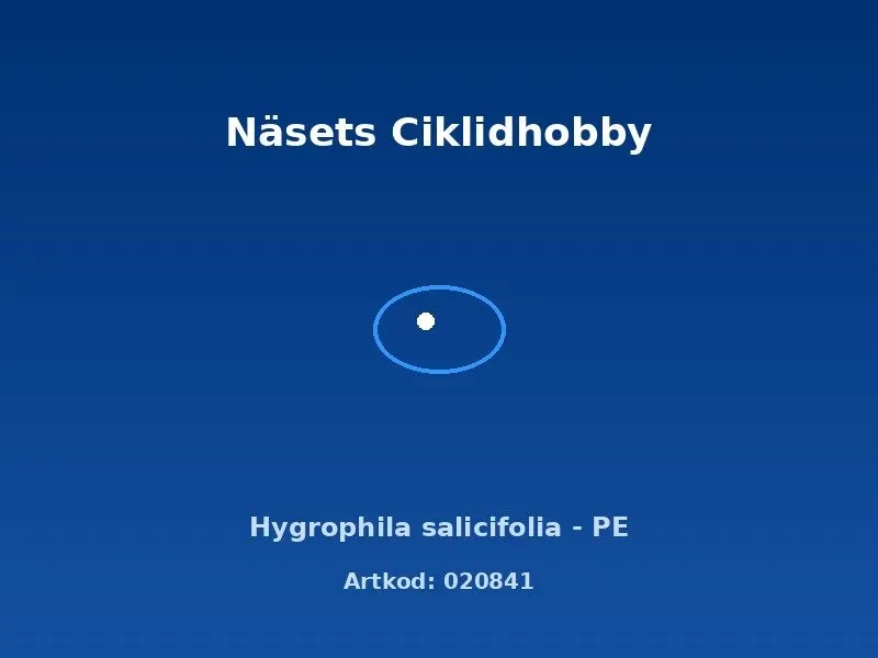 Näsets Ciklidhobby Hygrophila salicifolia PE akvarieväxt