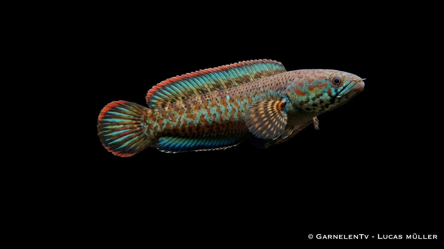 Garnelen TV Channa bleheri ormfisk 5-6 cm raritet