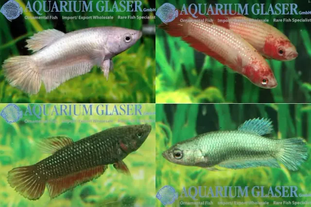 Näsets Ciklidhobby Betta splendens crowntail kampfisk hona lg