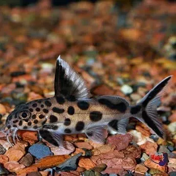 Synodontis multipunctatus black vändmal 10 cm