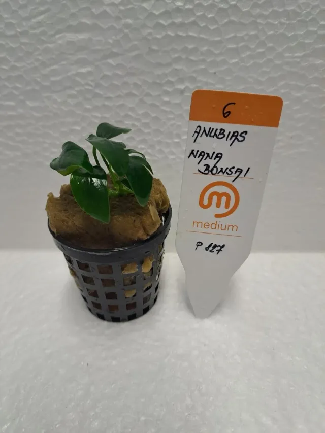 Näsets Ciklidhobby Anubias nana bonsai EASY6 akvarieväxt