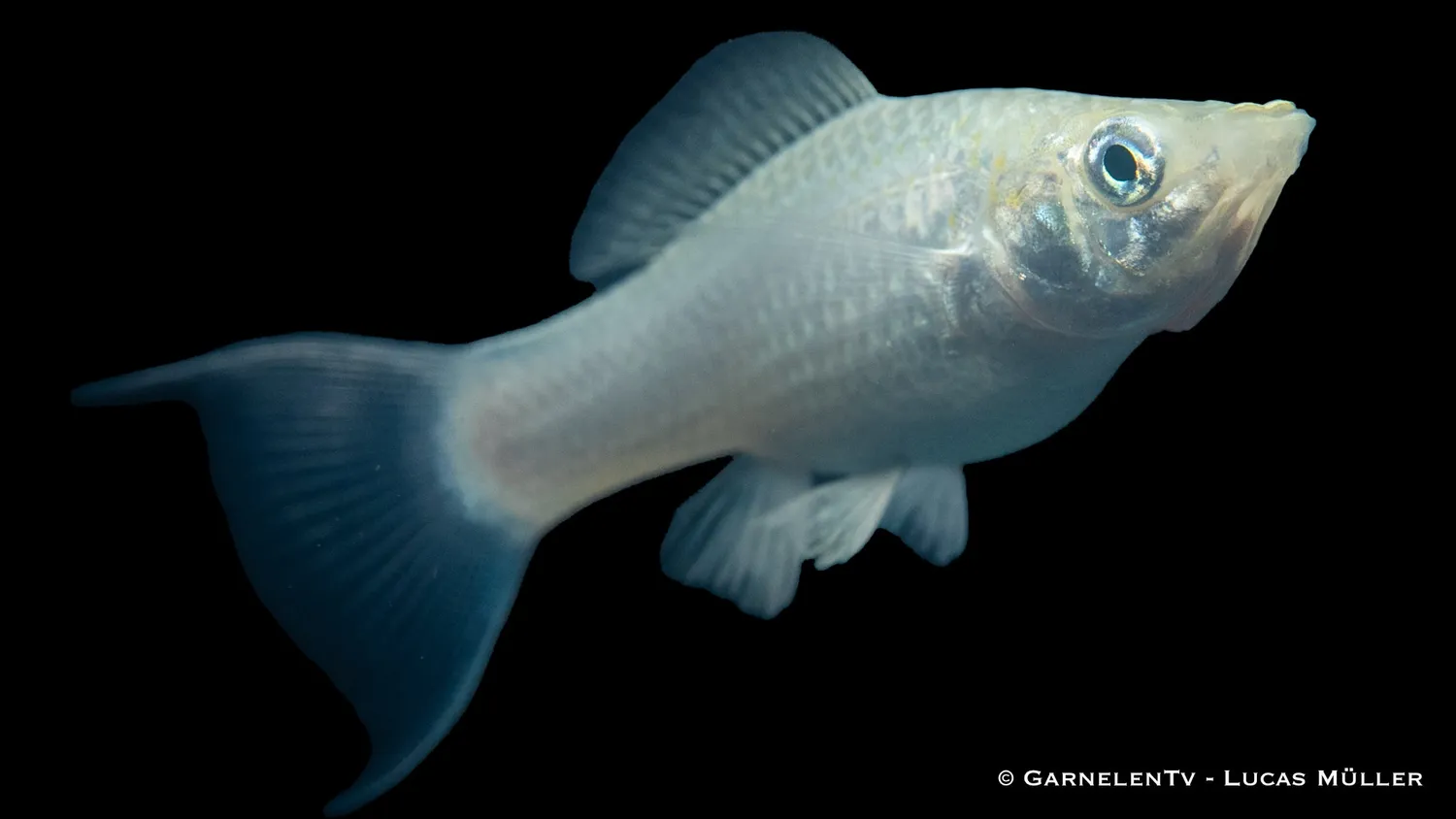 Garnelen TV Molly silver lyra akvariefisk Poecilia sphenops hårt vatten